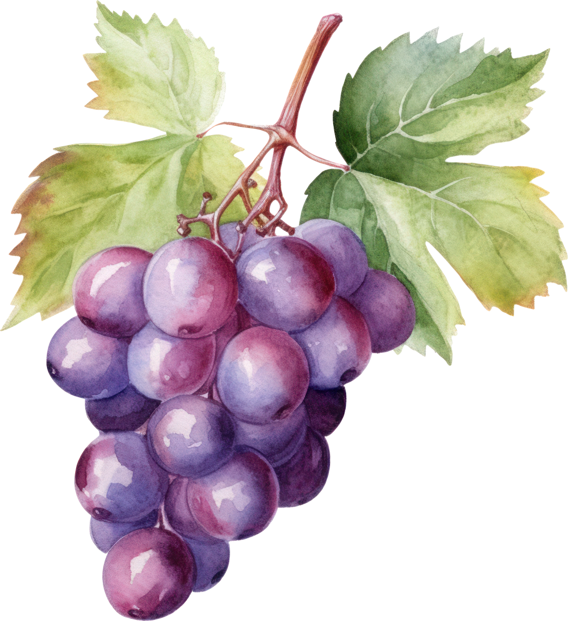 Grapes Fruit Watercolor